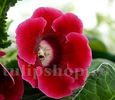 Bulbi Gloxinia Defiance