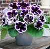 Bulbi Gloxinia Kaiser Wilhelm