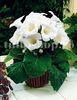 Bulbi Gloxinia Mont Blanc