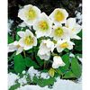 Bulbi Helleborus Niger
