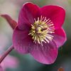 Bulbi Helleborus Purpurascens