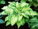 Bulbi Hosta Albopicta