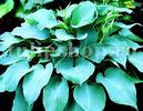 Bulbi Hosta Blue Angel