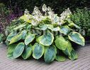 Bulbi Hosta Francess Williams