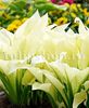 Bulbi Hosta White Feather