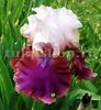 Bulbi Iris Burgermeister