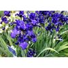 Bulbi Iris Dusky Challenger