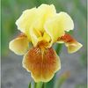 Bulbi Iris Golden Muffin