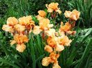 Bulbi Iris Orange Harvest