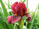 Bulbi Iris Red Zinger