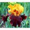 Bulbi Iris Supreme Sultan