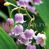 Bulbi Lacramioare Rosea