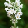Bulbi Lavanda Blue Mountain White