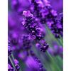Bulbi Lavanda Hidcote Blue