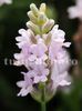 Bulbi Lavanda Hidcote Pink