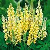 Bulbi Lupin Galben