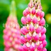 Bulbi Lupin Roz