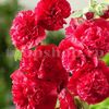 Bulbi Nalba Chaters Scarlet