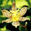 Bulbi Tricyrtis Golden Festival