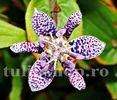 Bulbi Tricyrtis Hirta