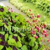 Bulbi Oxalis Iron Cross