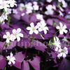 Bulbi Oxalis Triangularis
