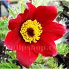 Bulbi Pulsatilla Rubra