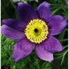 Bulbi Pulsatilla Saarland