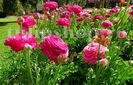 Bulbi Ranunculus Roz