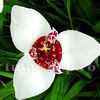Bulbi Tigridia Alba