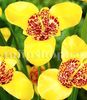 Bulbi Tigridia Aurea
