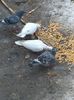 IMG-20190206-WA0041