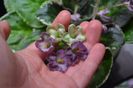 PT Flower Bells