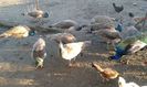IMG-20190207-WA0006