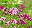 PURPLE OREGANO - Wild Marjoram - 2000 seeds - Origanum vulgare - Improved strain
