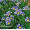 FELICIA THE BLUE DAISY - SKY BLUE - 110 SEEDS - F. amelloides - Annual Flower