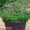 FELICIA THE BLUE DAISY - SKY BLUE - 110 SEEDS - F. amelloides - Annual Flower2