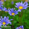 FELICIA THE BLUE DAISY - SKY BLUE - 110 SEEDS - F. amelloides - Annual Flower3