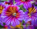 PAINTED TONGUE MIX - 800 SEEDS - Superbissima - Salpiglossis sinuata - Flowers