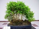 BAMBOO TREE - 30 SEEDS - Phyllostachys pubescens - WINTER HARDY