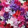 PEA SWEET DREAMS MIX - ROYAL PEA - 45 SEEDS - Lathyrus Odoratus - Climber flower