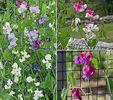 PEA SWEET DREAMS MIX - ROYAL PEA - 45 SEEDS - Lathyrus Odoratus - Climber flower3