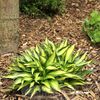 hosta_lakeside_little_tuft