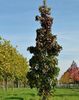 medium_liquidambar_styraciflua_slender_silhouette