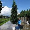liquidambar-styraciflua-slender-silhouette-tree