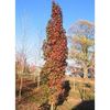 liquidambar-styraciflua-slender-silhouette-tree