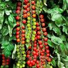 SWEET MILLION F1 - VEGETABLE TOMATO CHERRY - 15 CERTIFIED SEEDS