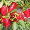 VEGETABLE-SWEET-PEPPER-50-SEEDS-RED-HEART-MINI-MARCONI