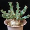 Euphorbia clavigera