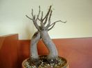 Ficus microcarpa cv. Ginseng